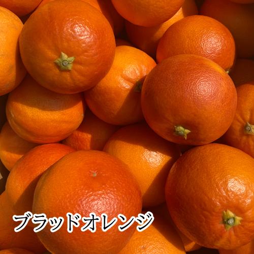 ネーブル＆ブラッド 箱込4キロ前後 オレンジ 食べ比べセット 熊本県産