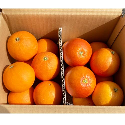 ネーブル＆ブラッド 箱込4キロ前後 オレンジ 食べ比べセット 熊本県産