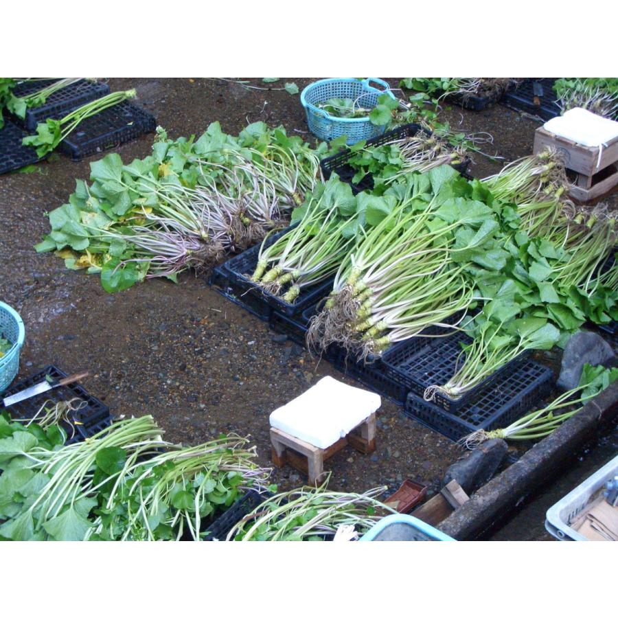 産地直送！伊豆・天城の本わさび】生わさび[1500円] : 丸岩安藤わさび