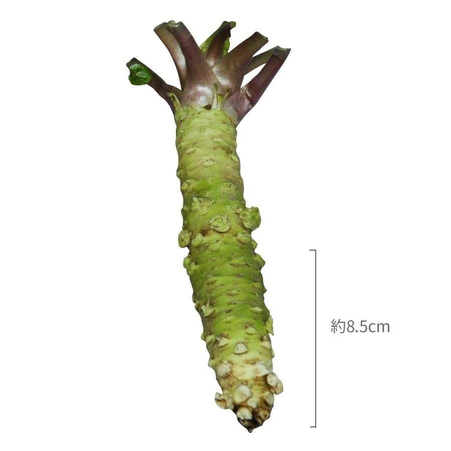 産地直送！伊豆・天城の本わさび】生わさび[1500円] : 丸岩安藤わさび