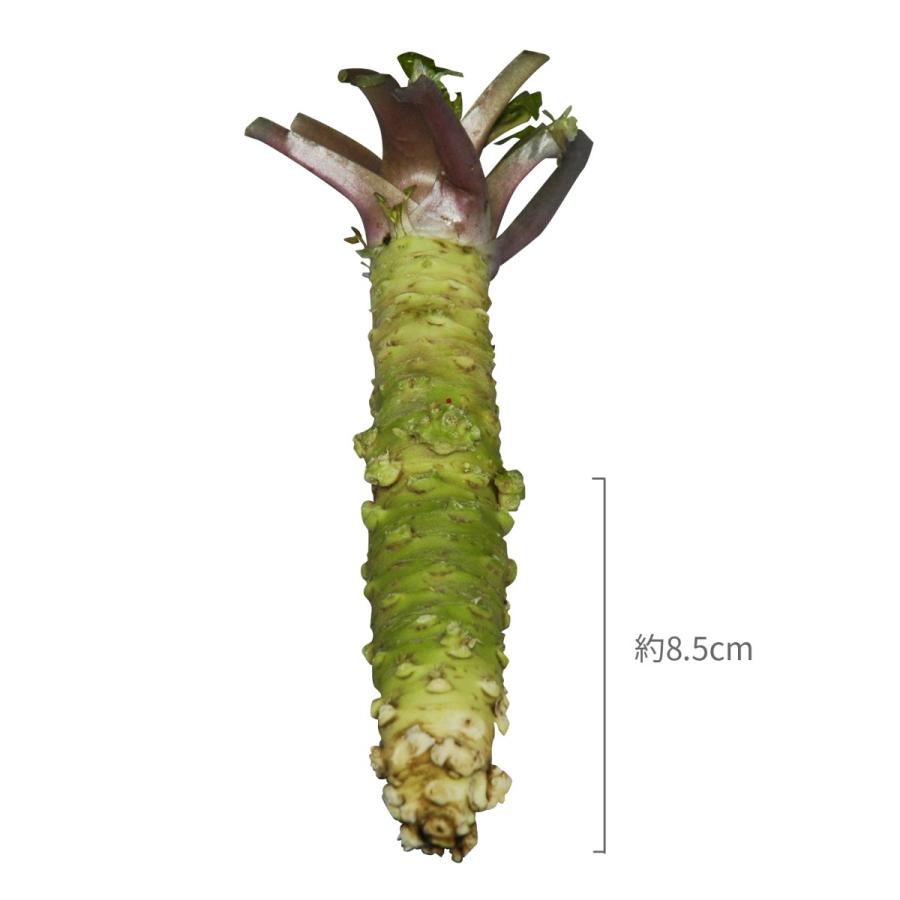 産地直送！伊豆・天城の本わさび】生わさび[1400円] : 丸岩安藤わさび