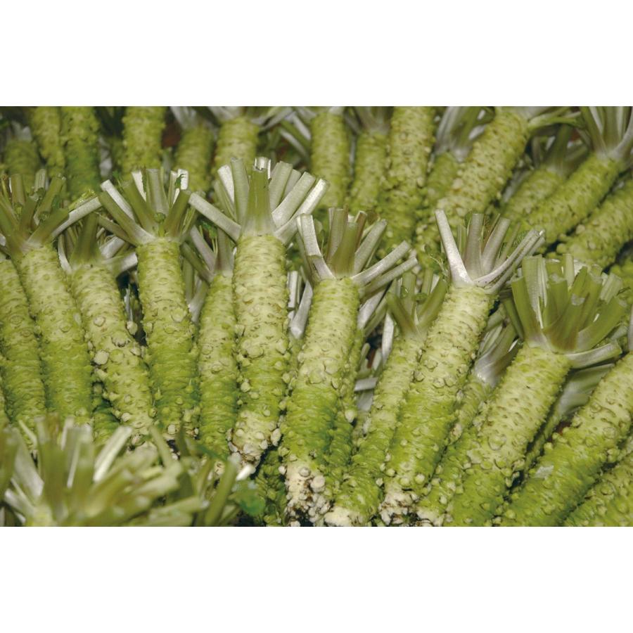 【産地直送！伊豆・天城の本わさび】生わさび[2100円] |  | 01