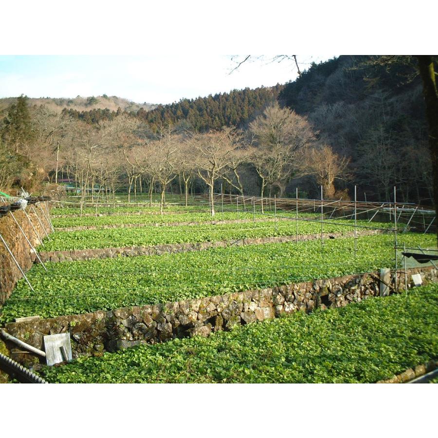 【産地直送！伊豆・天城の本わさび】生わさび[2100円] |  | 05