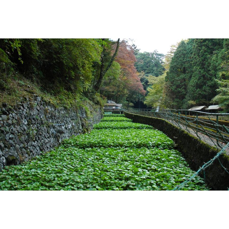 産地直送！伊豆・天城の本わさび・わさび漬け】わさびセット 3600円