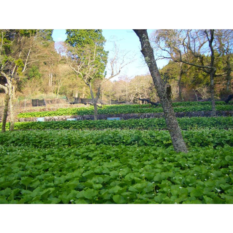 【産地直送！伊豆・天城の本わさび・わさび漬け】わさびセット 9700円 |  | 04