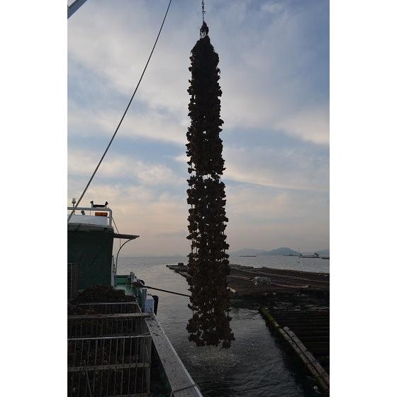 広島県産生牡蠣　むき身10kg 生産者直送 |  | 02