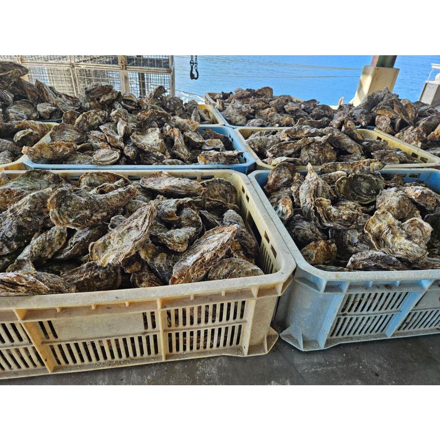 広島県産殻付き牡蠣　殻付き2kg かき小町　生産者直送 |  | 10