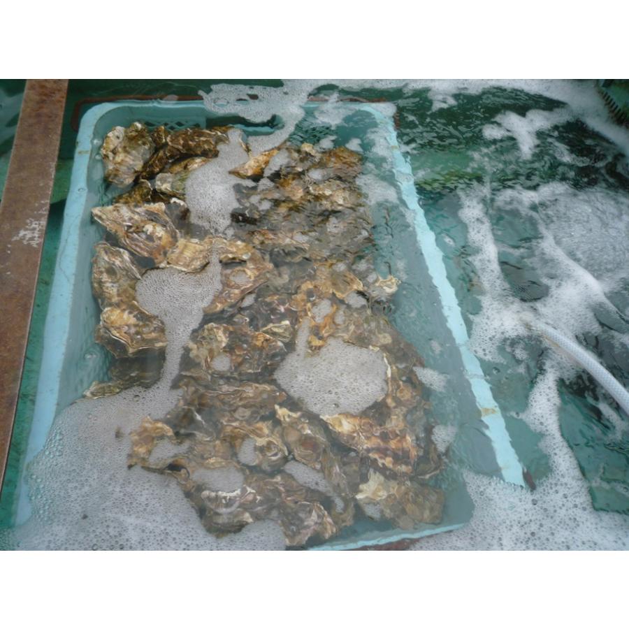 広島県産殻付き牡蠣　殻付き2kg かき小町　生産者直送 |  | 11