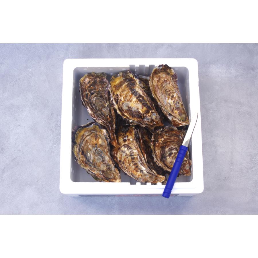 広島県産殻付き牡蠣　殻付き2kg かき小町　生産者直送 |  | 03