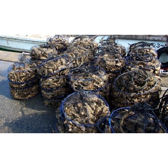 広島県産殻付き牡蠣　殻付き3kg　かき小町　生産者直送 |  | 09