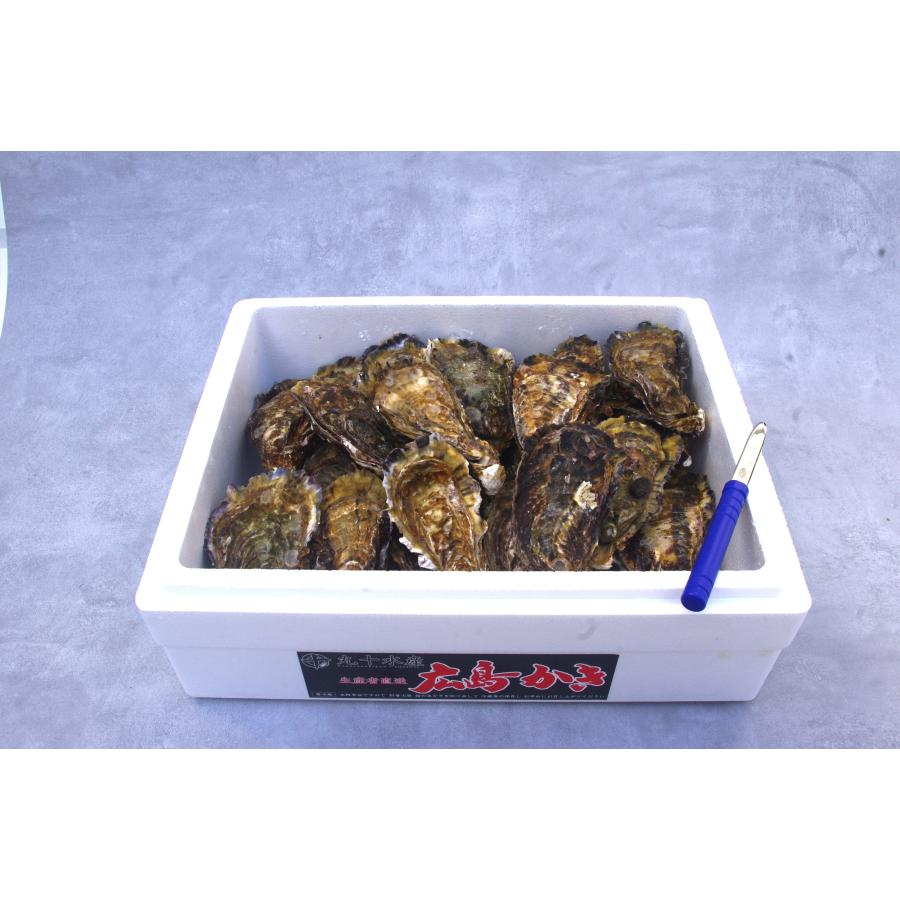 広島県産殻付き牡蠣　殻付き4kg　かき小町　生産者直送 | 