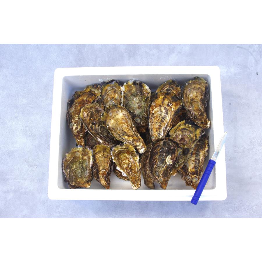 広島県産殻付き牡蠣　殻付き4kg　かき小町　生産者直送 |  | 03