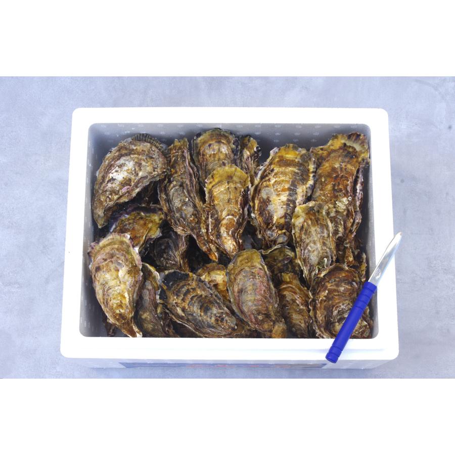 広島県産殻付き牡蠣　殻付き6kg　かき小町　生産者直送 |  | 03