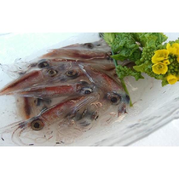 【申込期間:2025年5月20日頃まで】旬の（生）ほたるいか　たっぷり約3.0kg入り【送料無料】