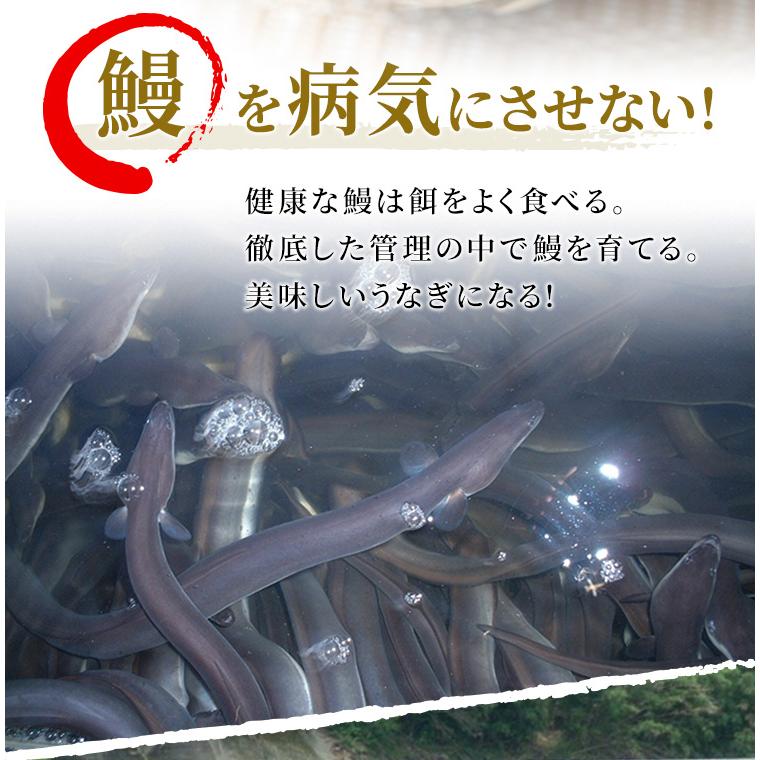 うなぎ 蒲焼き 鰻 国産 鹿児島県産 無投薬 約140g×2尾 化粧箱 ギフト プレゼント 誕生日 冬ギフト 御祝い ウナギ｜marukai｜06