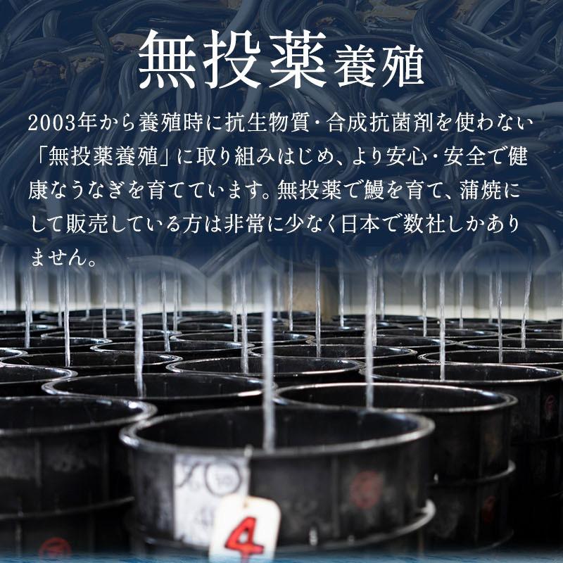 安心 贈り物 うなぎ蒲焼き 国産 鹿児島県産 無投薬 約140g×2尾 化粧箱 ギフト 長焼き うなぎ 鰻 ウナギ プレゼント 誕生日 お祝い 母の日 父の日 送料無料｜marukai｜06