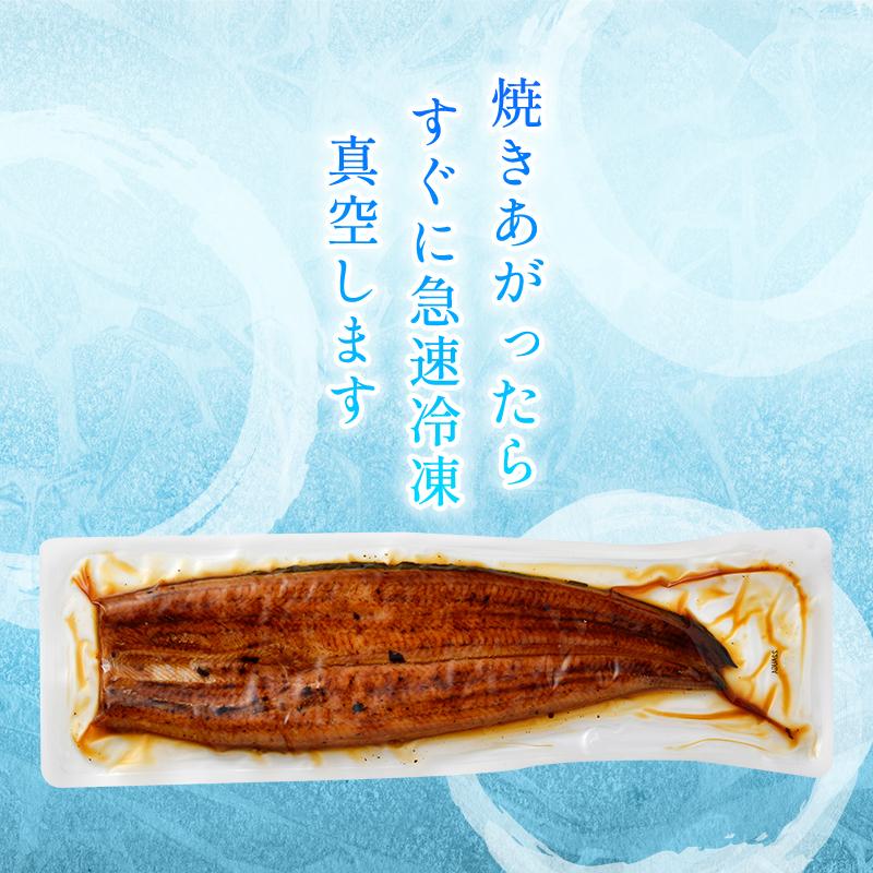 新仔うなぎ蒲焼き 国産 160g×3尾 鹿児島県産 無投薬 化粧箱 うなぎ 鰻 ウナギ 誕生日 贈り物 ギフト 送料無料 爆買 | 小浜海産物 | 15