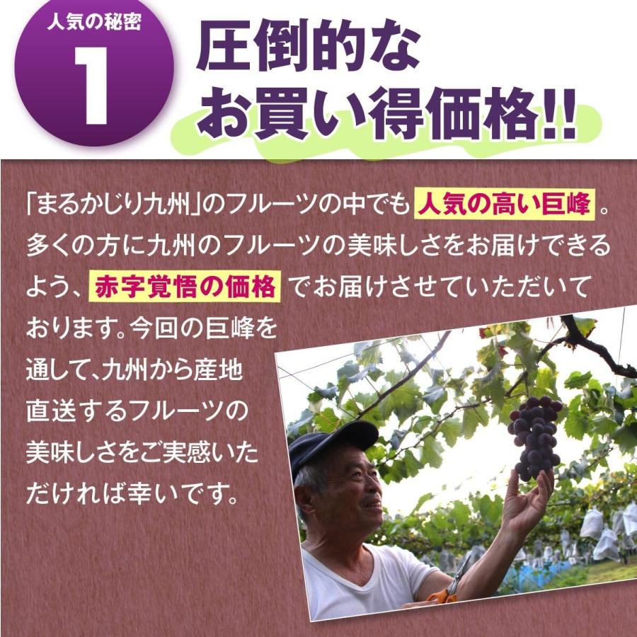 福岡 巨峰 1箱 1.5kg(3〜5房) 種あり ぶどう ブドウ 九州 田主丸