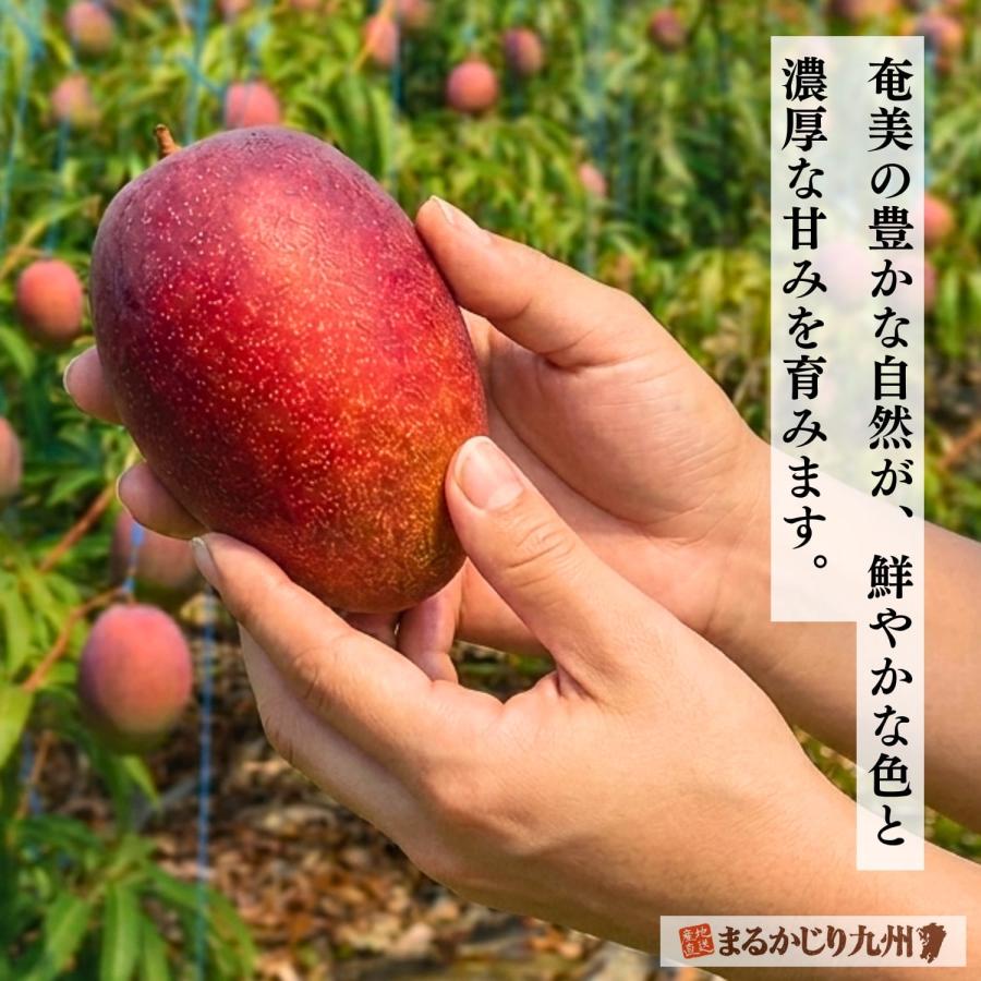 マンゴー 奄美 鹿児島 1箱 約1kg(2玉〜3玉) 完熟 島マンゴー 九州 奄美