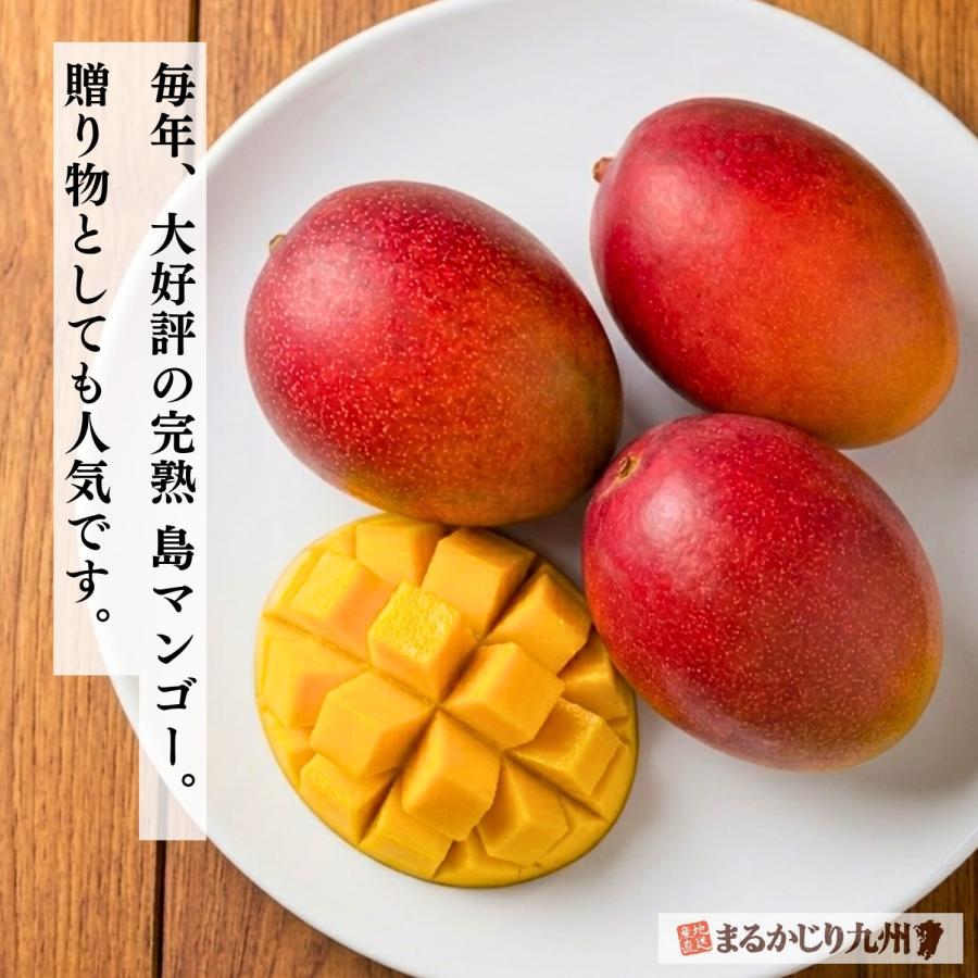 マンゴー 奄美 鹿児島 1箱 約1kg(2玉〜3玉) 完熟 島マンゴー 九州 奄美