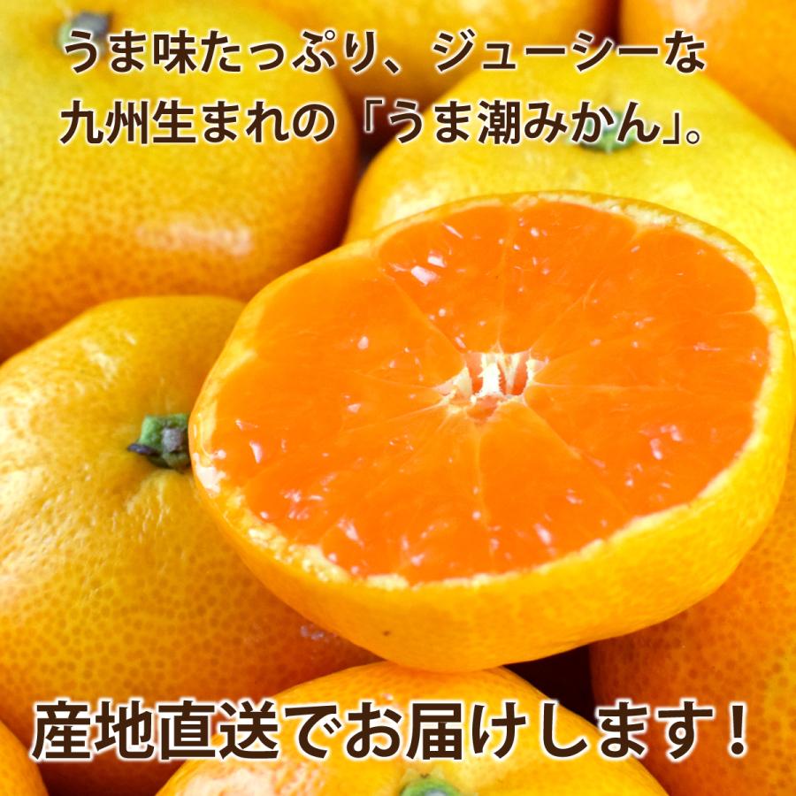 福岡 熊本 佐賀 温州みかん 送料無料 うま潮みかん 1箱あたり約