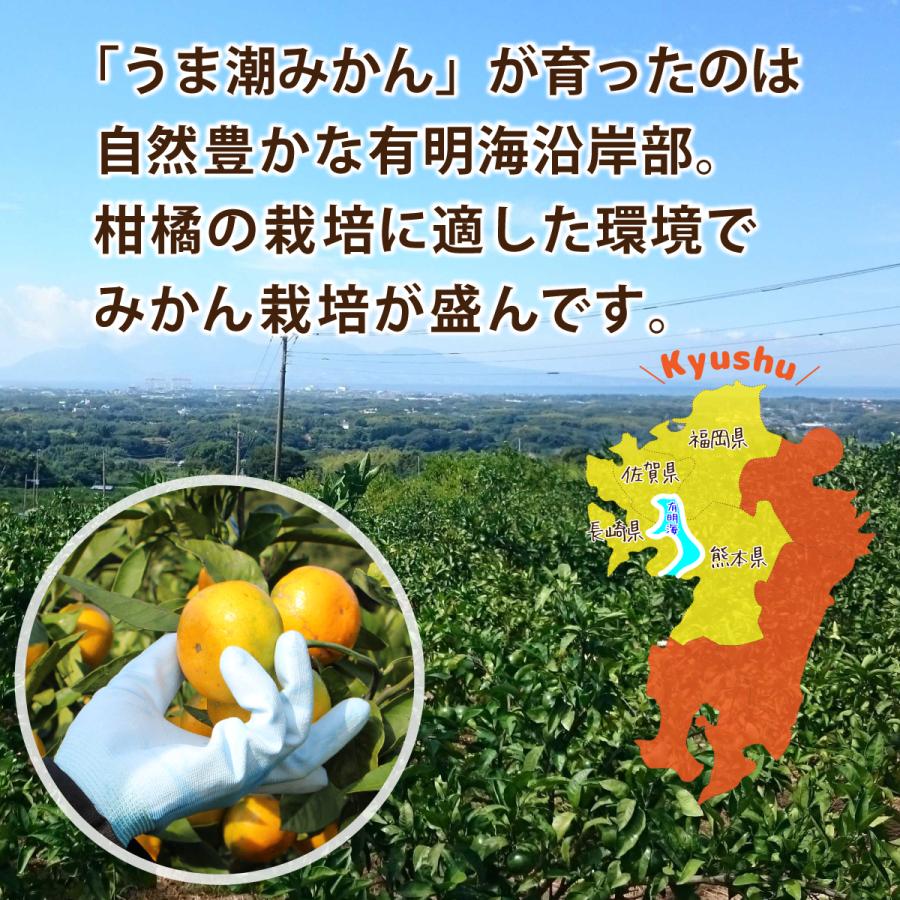 福岡 熊本 佐賀 温州みかん 送料無料 うま潮みかん 1箱あたり約