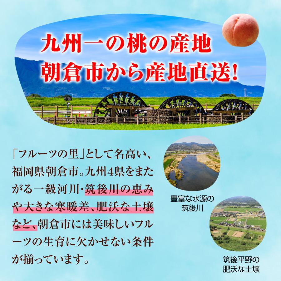 桃 白桃 福岡 あさくらの桃 1箱 約1 5kg 5 6玉 3箱以上で送料無料 オススメ あかつき 1年保証 ギフト 人気 フルーツ 九州 モモ 産地直送