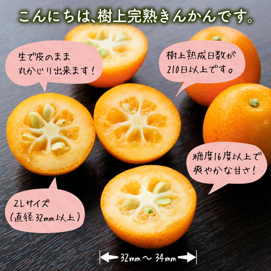 まるかじり九州 きんかん 金柑 宮崎 送料無料 1箱 2Lサイズ (約1kg