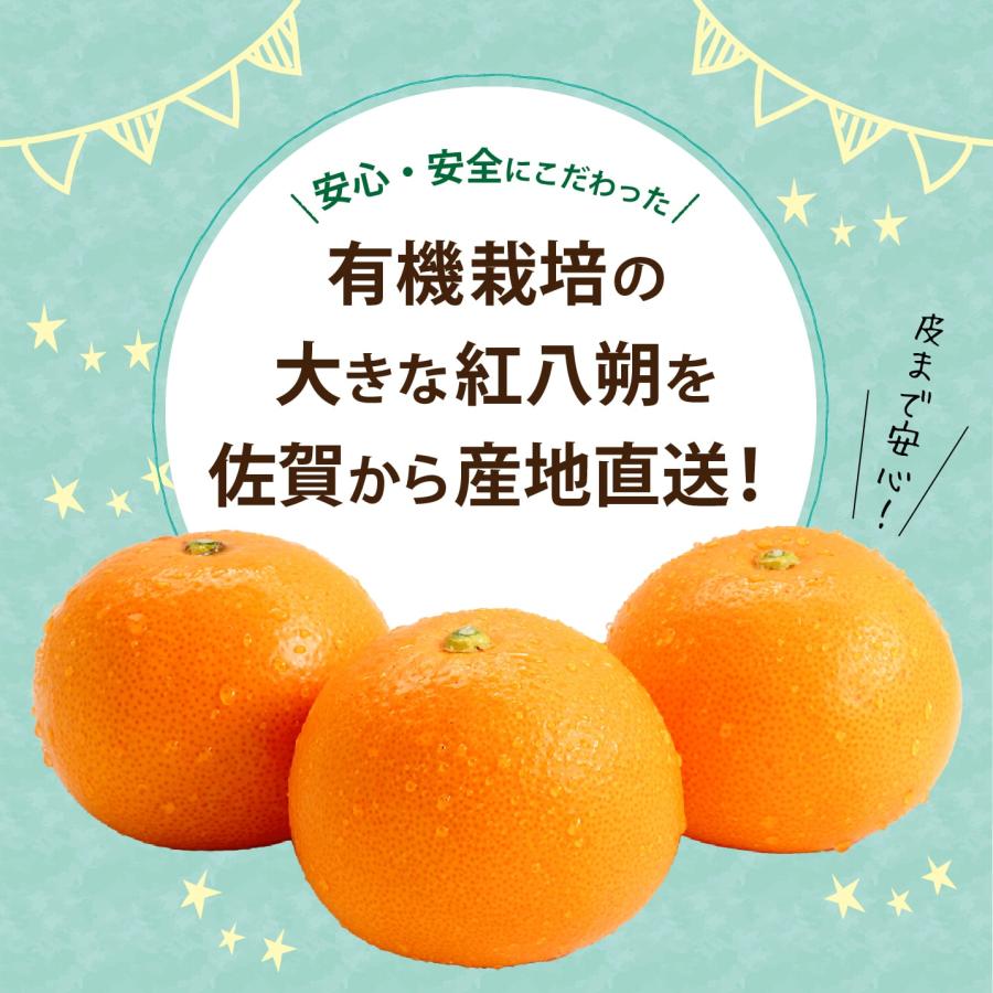 まるかじり九州 送料無料 有機栽培 佐賀 紅八朔 1箱 約2kg 紅 まるかじり九州 送料無料 有機栽培 佐賀 紅八朔 1箱 約2kg 紅