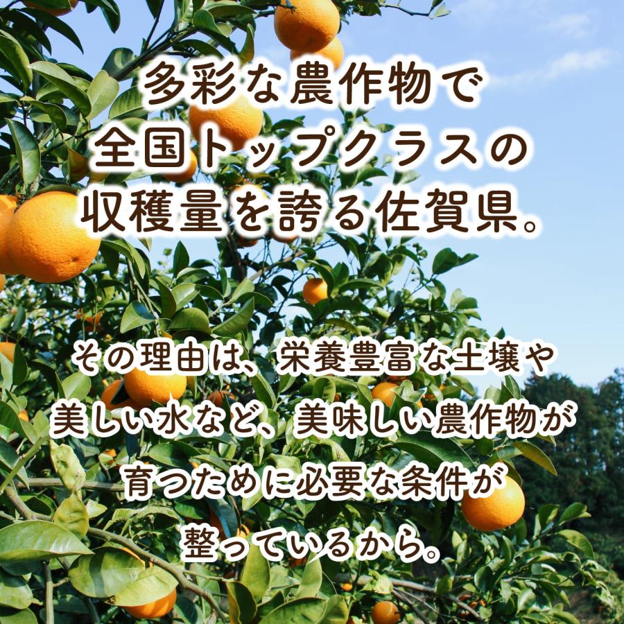 まるかじり九州 送料無料 有機栽培 佐賀 紅八朔 1箱 約2kg 紅 まるかじり九州 送料無料 有機栽培 佐賀 紅八朔 1箱 約2kg 紅