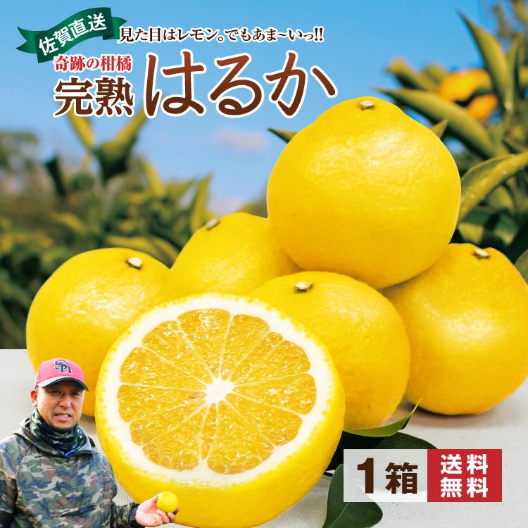 【中古】 フルーツまるかじり まるかじり九州 はるか みかん 佐賀 送料無料 完熟はるか 1箱 約2kg(9