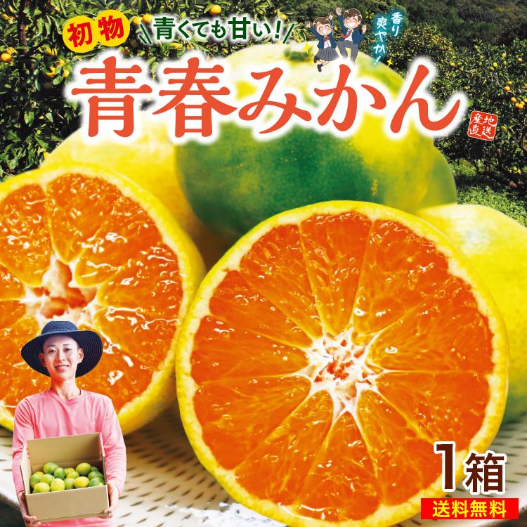 みかん 極早生みかん 福岡 熊本 送料無料 青春みかん 1箱 約2.5kg