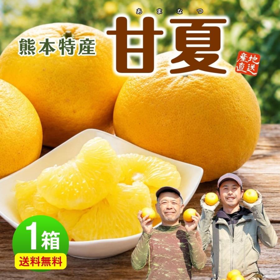 まるかじり九州 まもなく終売 みかん 甘夏 熊本 1箱 約2kg(5〜7玉
