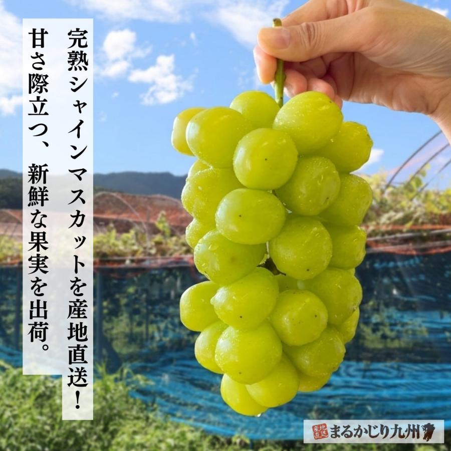 シャインマスカット ぶどう 福岡 1箱 約800g(2〜3房) 葡萄 産地直送