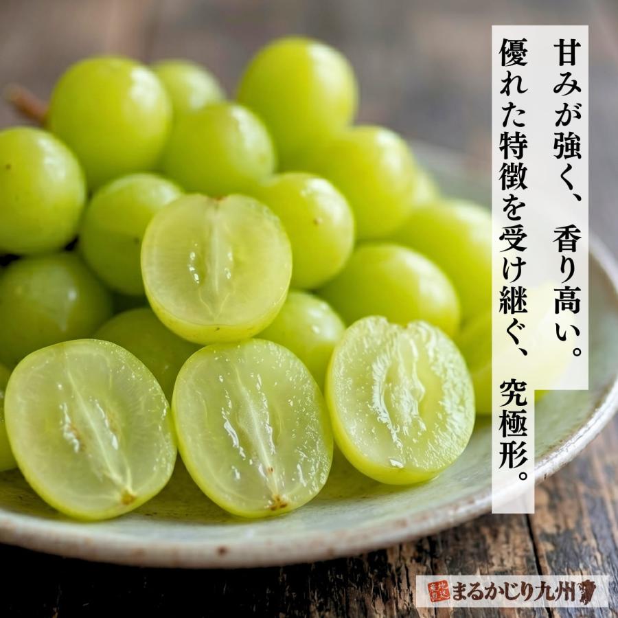 シャインマスカット ぶどう 福岡 1箱 約800g(2〜3房) 葡萄 産地直送