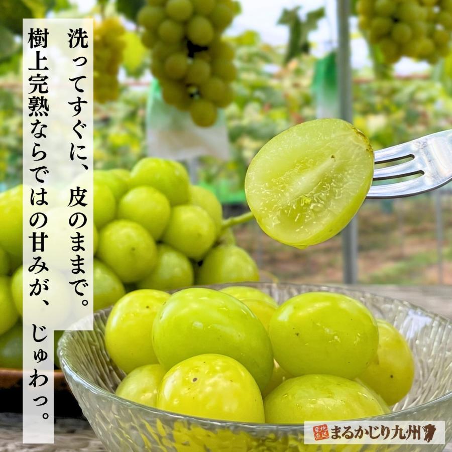 シャインマスカット ぶどう 福岡 1箱 約800g(2〜3房) 葡萄 産地直送