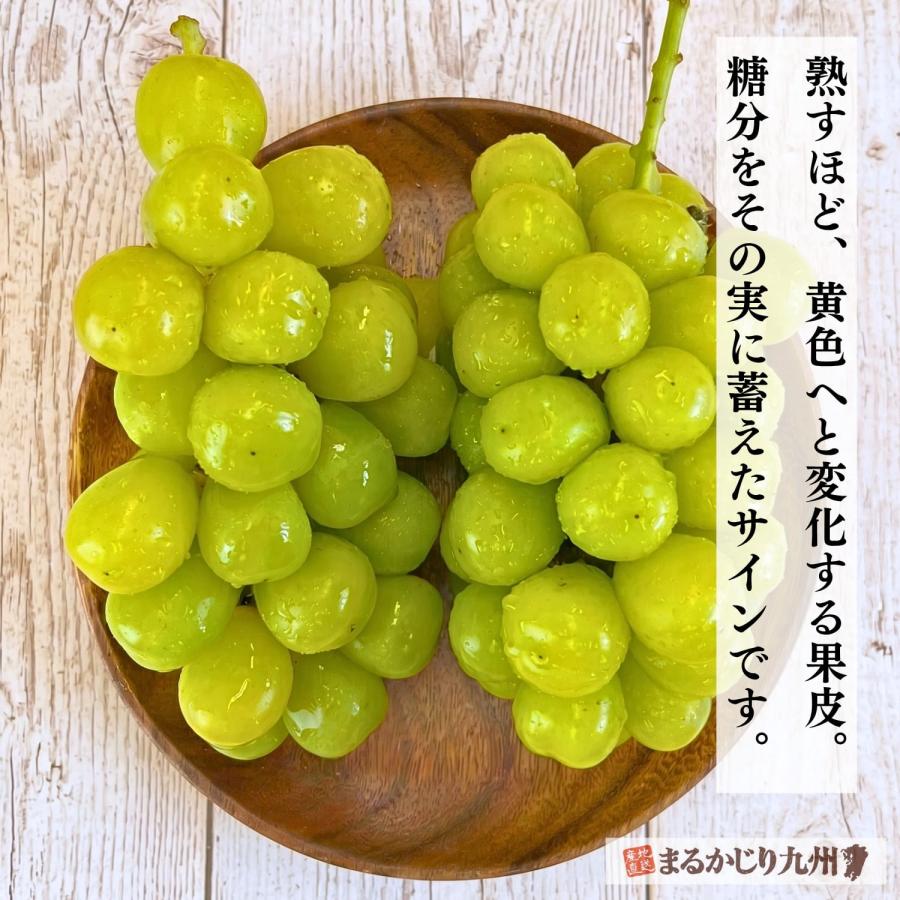 シャインマスカット ぶどう 福岡 1箱 約800g(2〜3房) 葡萄 産地直送