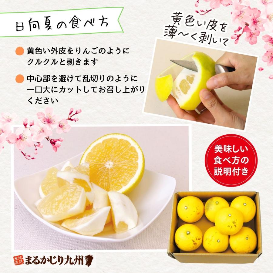 まるかじり九州 日向夏 宮崎 送料無料 1箱 約1kg(6〜10玉) ニュー