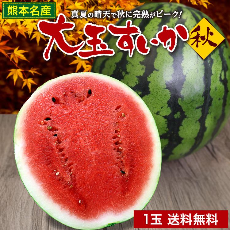 秋スイカ 羅皇 熊本 大玉 送料無料 1玉 (7〜8kg) 2Lサイズ スイカ