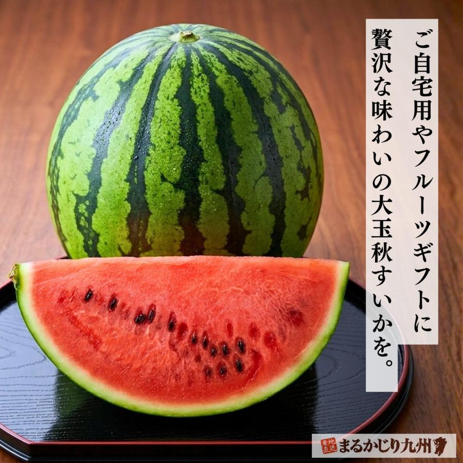 秋スイカ 羅皇 熊本 大玉 1玉 (7〜8kg) 2Lサイズ スイカ すいか 西瓜