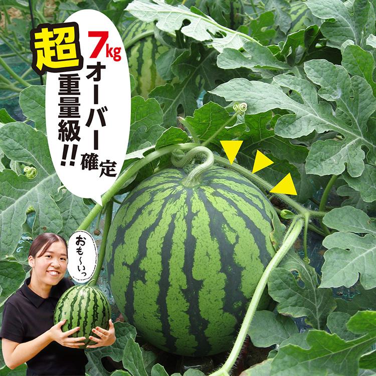 ここ！産地直送！大玉スイカ羅皇2玉入甘くて美味しい箱込13キロ2ケース 熊本県産 高級 すいか 西瓜 大玉 羅皇 赤 1玉入り 2L サイズ 7キロ秀品