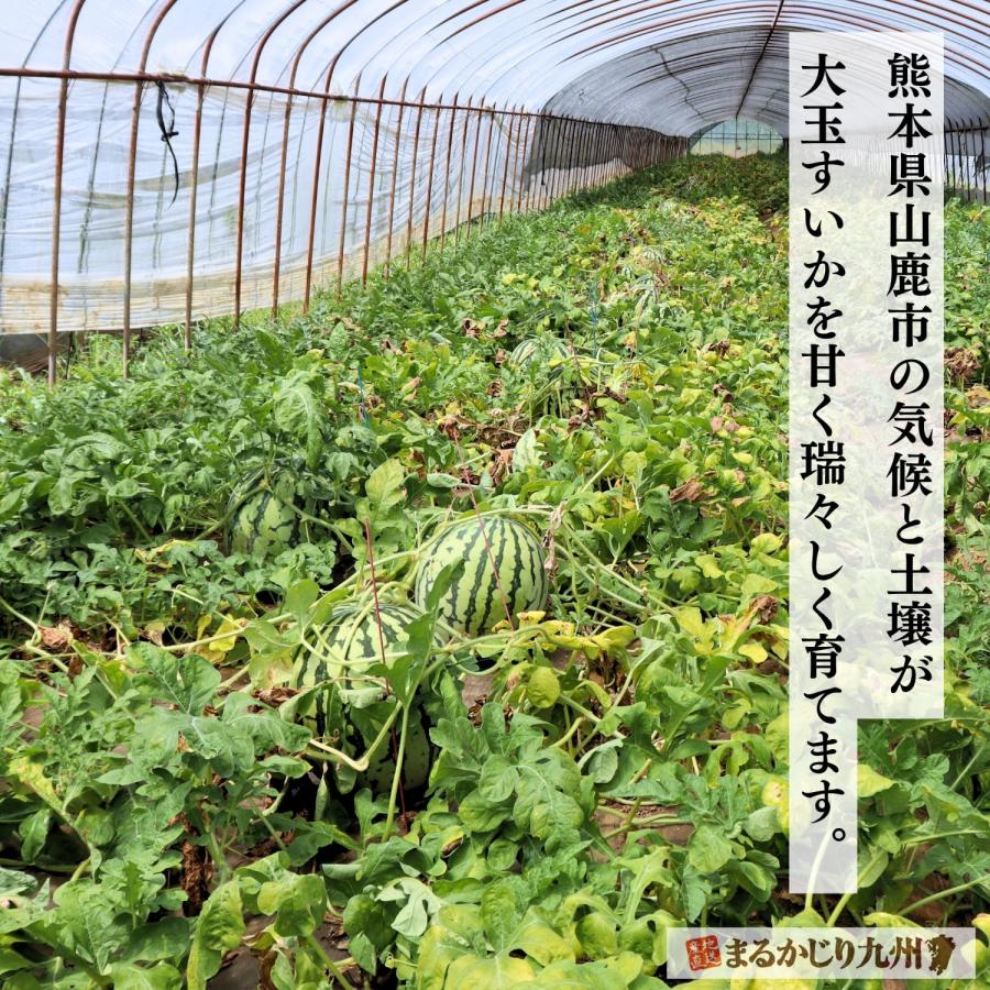 秋スイカ 羅皇 熊本 大玉 1玉 (7〜8kg) 2Lサイズ スイカ すいか 西瓜