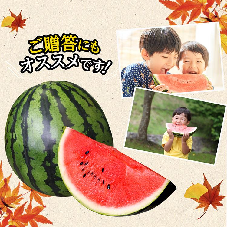 甘くて最高！熊本産秋西瓜 羅皇 2Lサイズ2玉セット(15-17k箱込) 秋スイカ 羅皇 熊本 大玉 送料無料 1玉 (7〜8kg) 2Lサイズ スイカ
