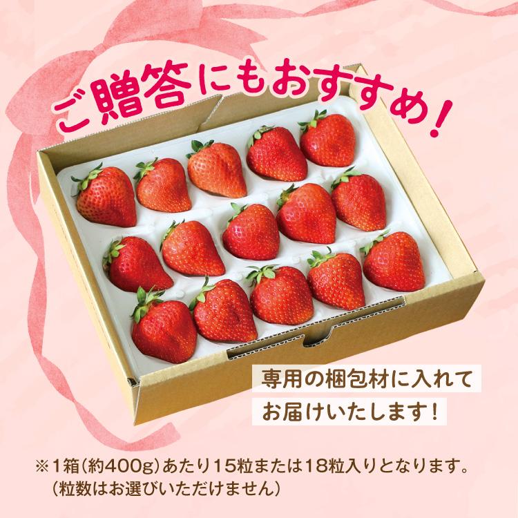 まるかじり九州 いちご さがほのか 佐賀 送料無料 1箱 約400g 15粒