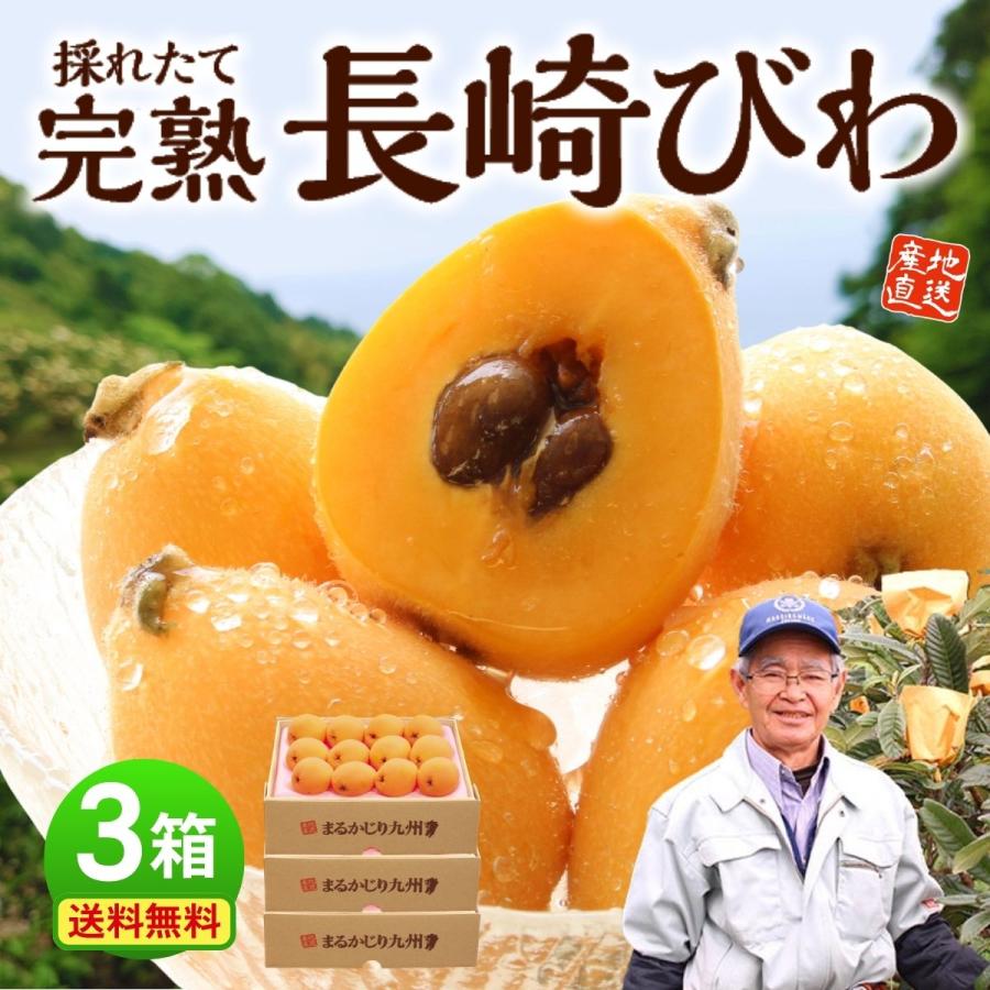定休日以外毎日出荷中 送料無料 びわ 長崎びわ 完熟 露地栽培 甘い３箱 500g Lサイズ12玉 茂木 茂木びわ ビワ 枇杷 Biwa 農家直送 産地直送 贈答 自宅用 Wantannas Go Id
