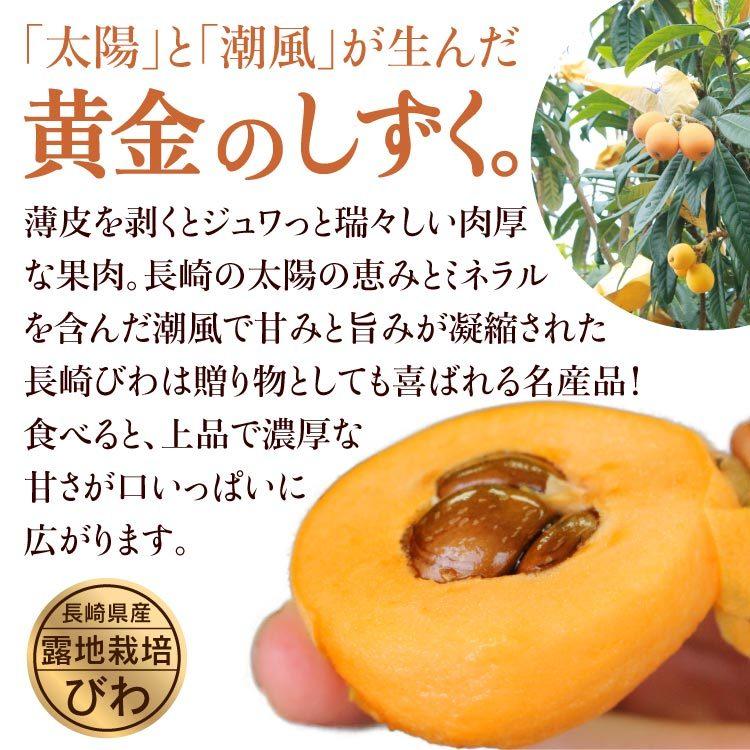 まるかじり九州 【まもなく完売】びわ 枇杷 長崎 茂木 3箱セット 1箱