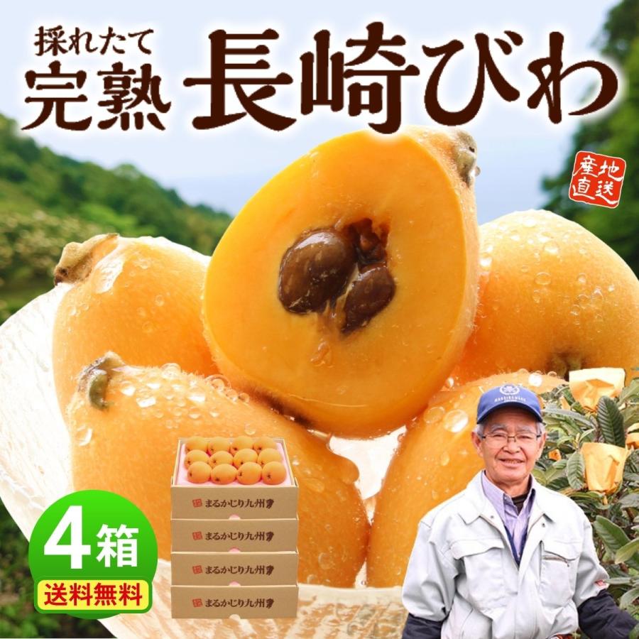 長崎特選茂木びわ L約1kg 24粒　贈答用 　御祝　内祝　お供　父の日　お中元 まるかじり九州 【まもなく完売】びわ 枇杷 長崎 茂木 4箱セット 1箱