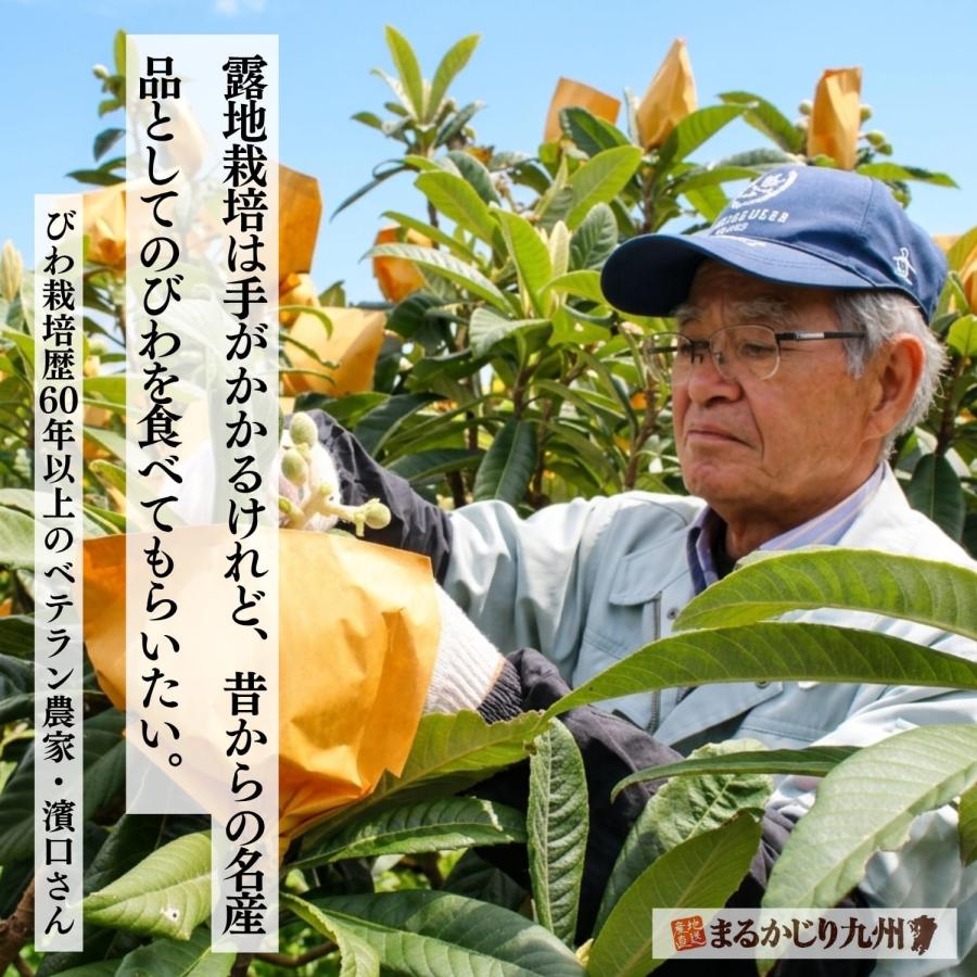 まるかじり九州 【まもなく完売】びわ 枇杷 長崎 茂木 4箱セット 1箱