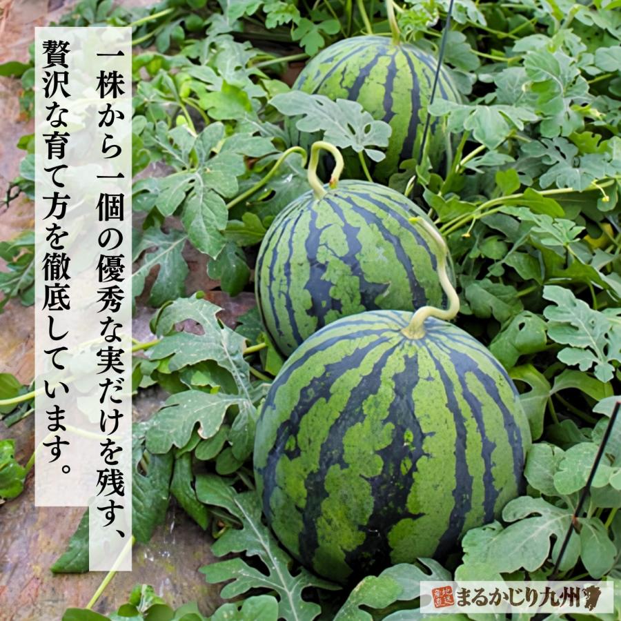 スイカ 大玉 熊本 送料無料 2玉セット 1玉あたり2L (約7〜8kg) 種あり
