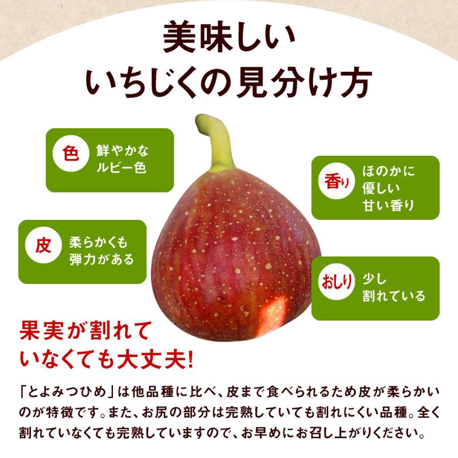 いちじく とよみつひめ 生 福岡 博多 2箱セット 1箱あたり約800〜900g